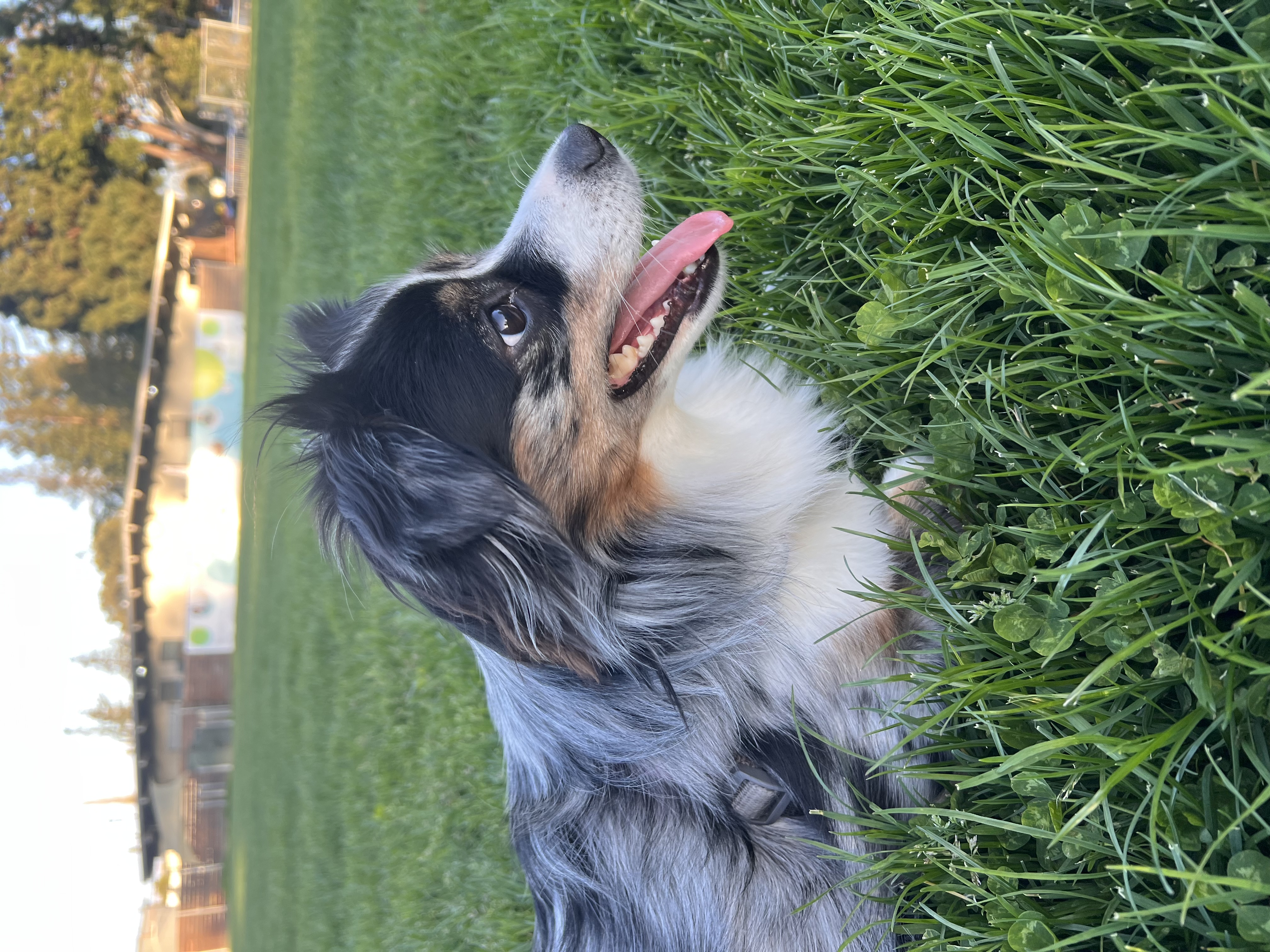 Ramsey in Menlo Park