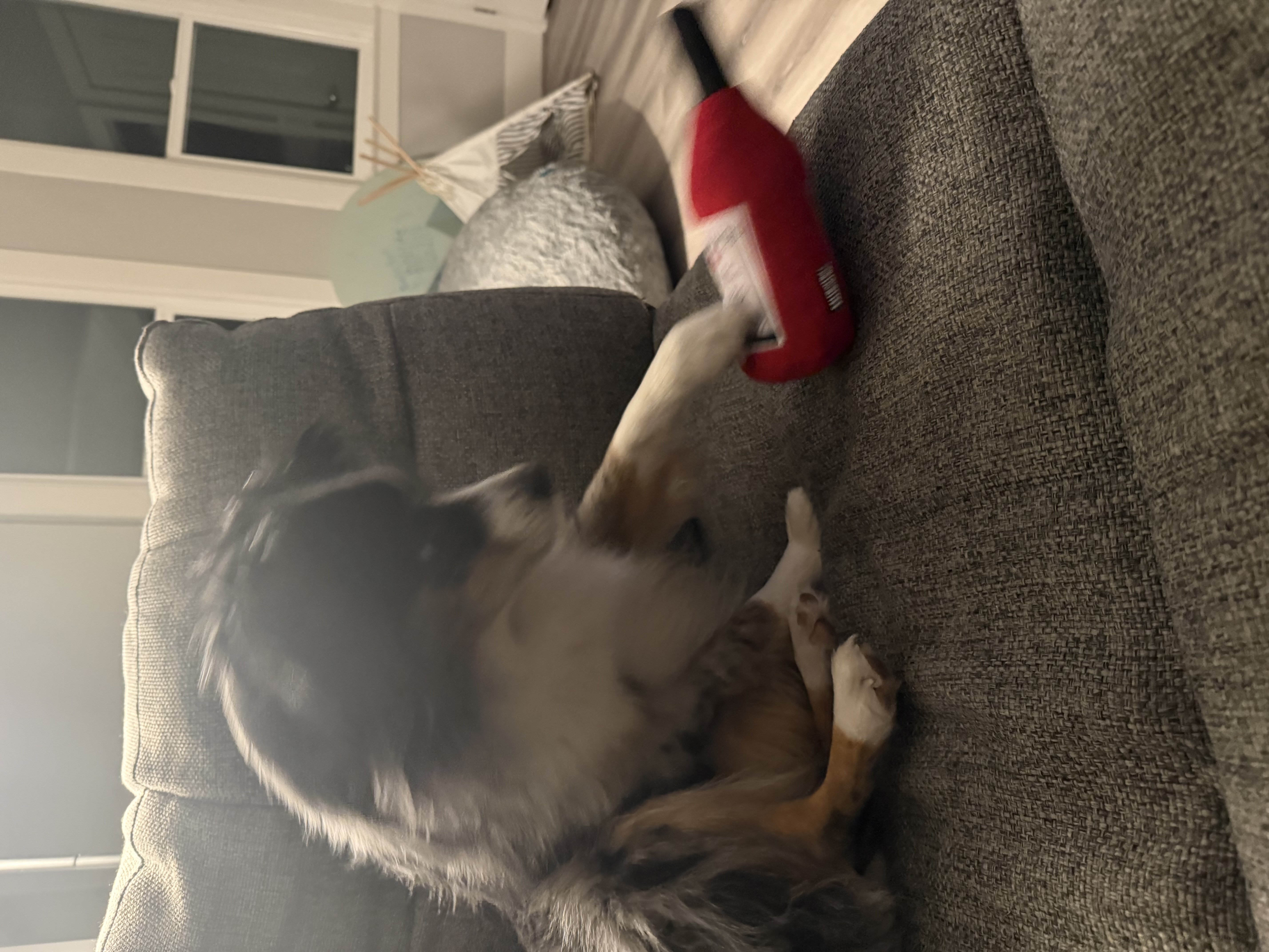 Let’s Play Cabernet